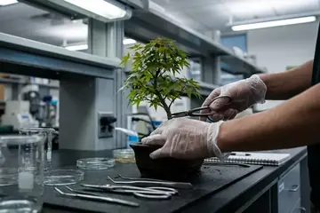 Japanese Maple Bonsai Care: A Comprehensive Guide