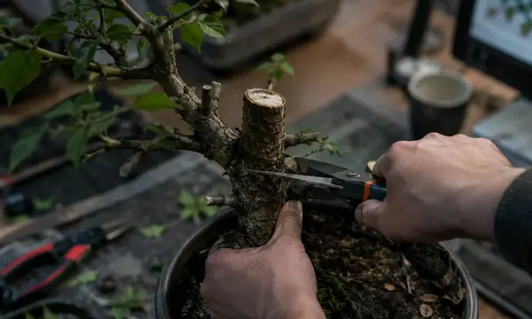 Rushing the Trunk Chop Ruins More Trees Than It Saves
